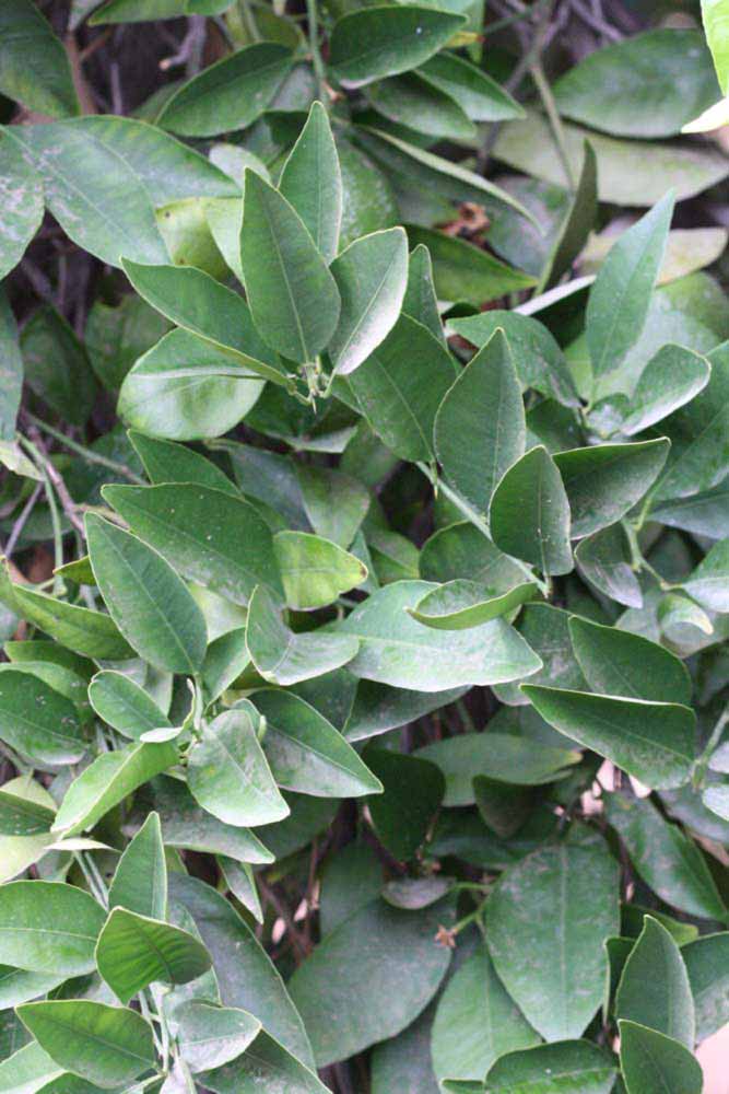              Sun leaves (Riverside, CA)       